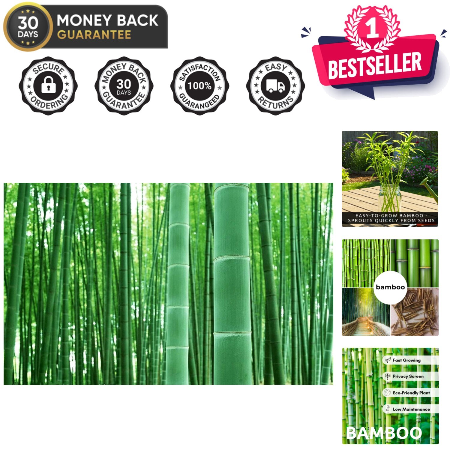 GMO-Free Giant Timber Bamboo Seeds – Perfect for Landscaping Indoors & Outdoors