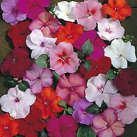 Impatiens Accent Mix Premium 500 seeds