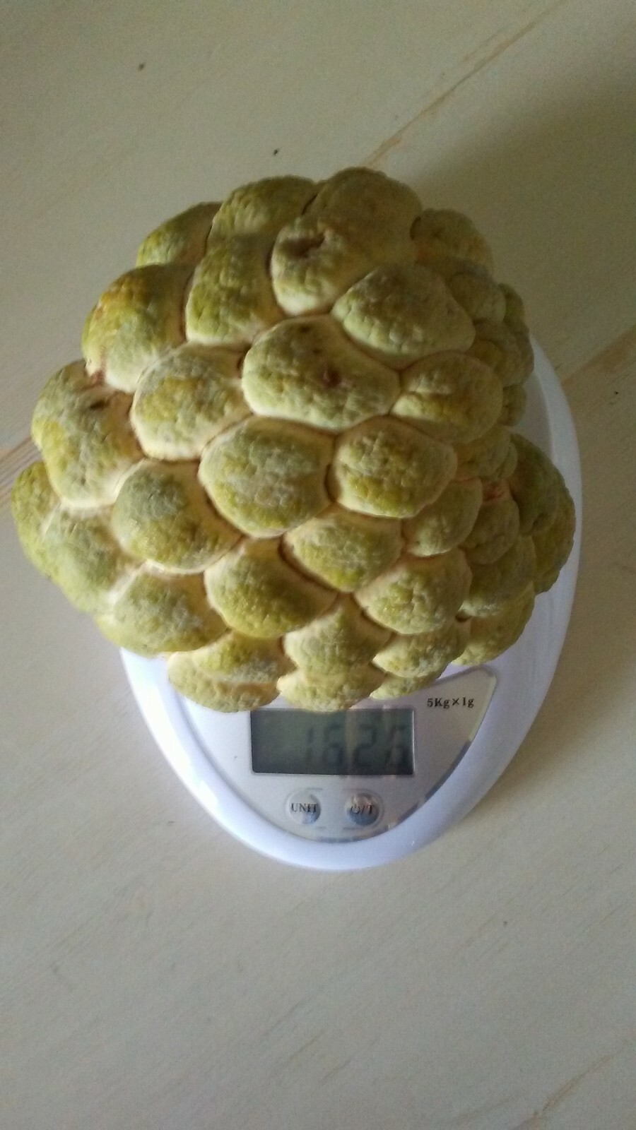 20 Seeds Organic Sugar Apple Annona Squamosa Tropical Fruit Plant ,Mảng cầu dai