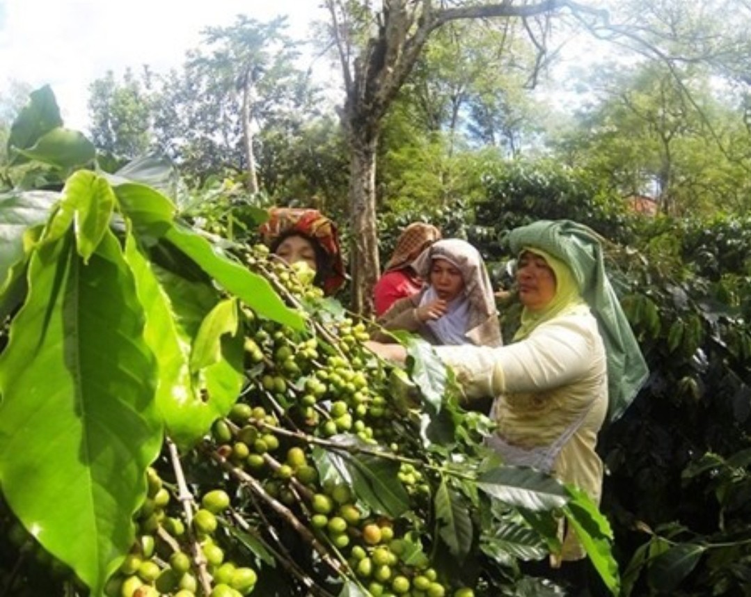 Indonesian Sumatra Coffee Bean Seeds (25) / super rare / Easy