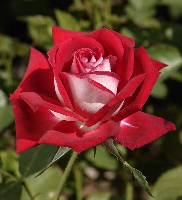 30+ Seeds| Love In Rose/Orisa Hybrid Tea Rose Seeds #1073
