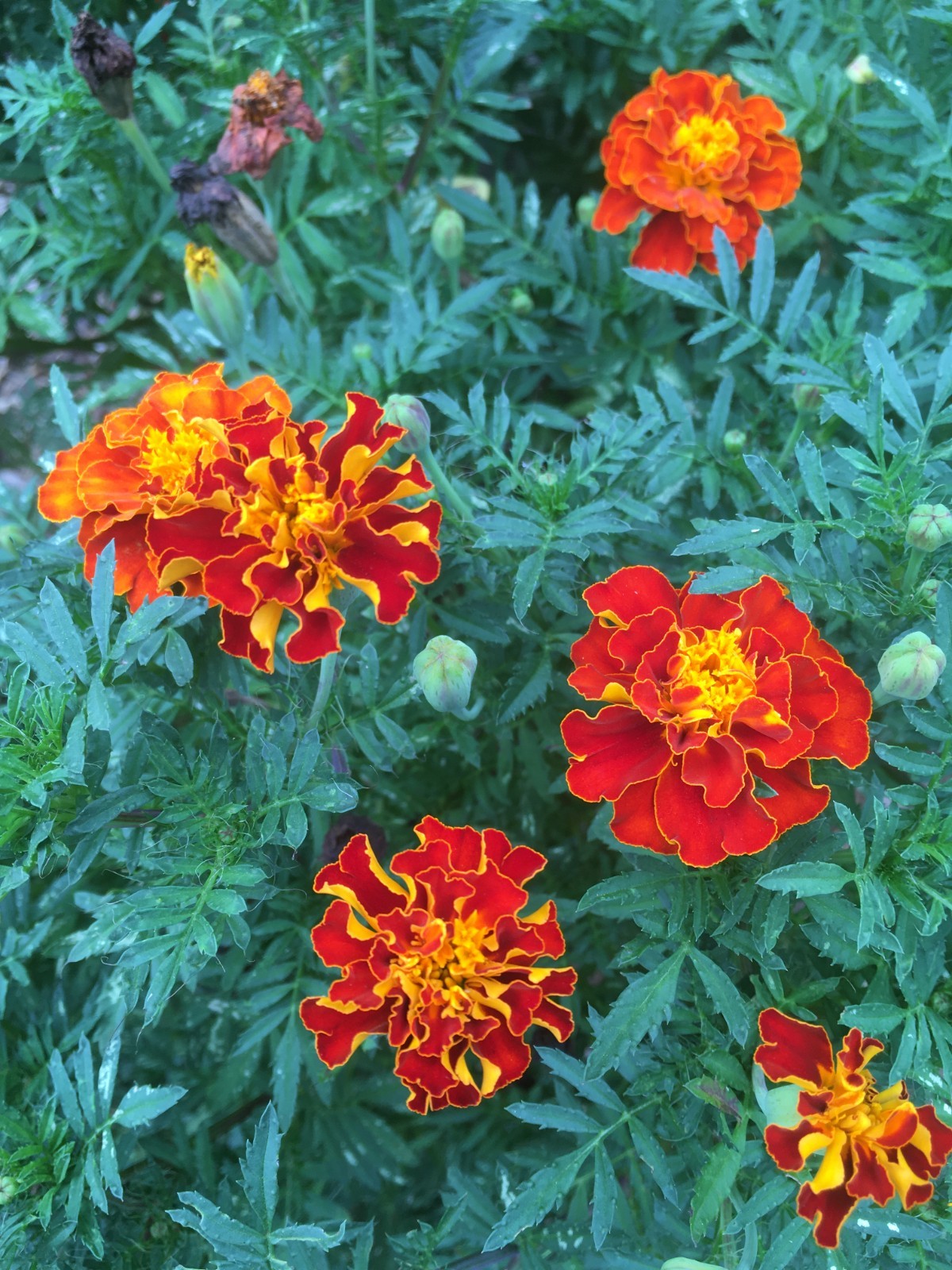 200 orange Marigold seeds * ORGANIC * grow to about 1 ft high * FREE S/H