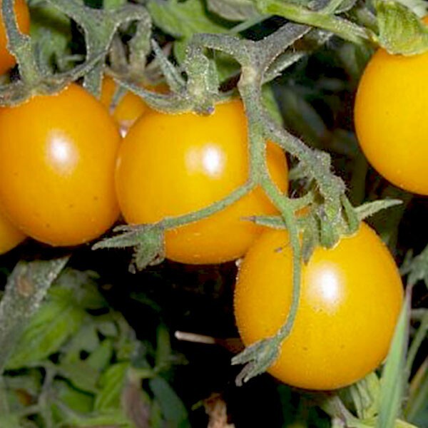 50+ GOLD NUGGET CHERRY TOMATO SEEDS | HIGH GERMINATION | NON-GMO | FOR 2023.