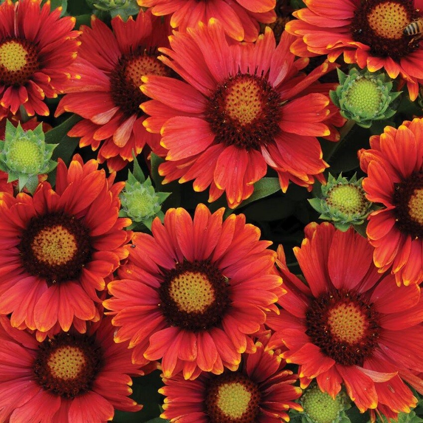 Gaillardia Seeds Gaillardia Arizona Red Shades 50 Seeds