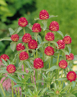 Gomphrena haageana Qis Carmine 500 seeds
