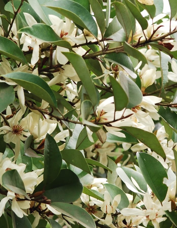 Michelia Macclurei Rare Magnolia Tree, 100 Seeds Fragrant Evergreen Tree