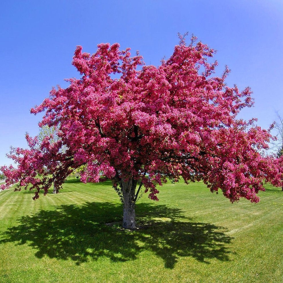French Wild Apple Tree | Premium Seeds | Malus sylvestris ‘Spring’ | Plants’®