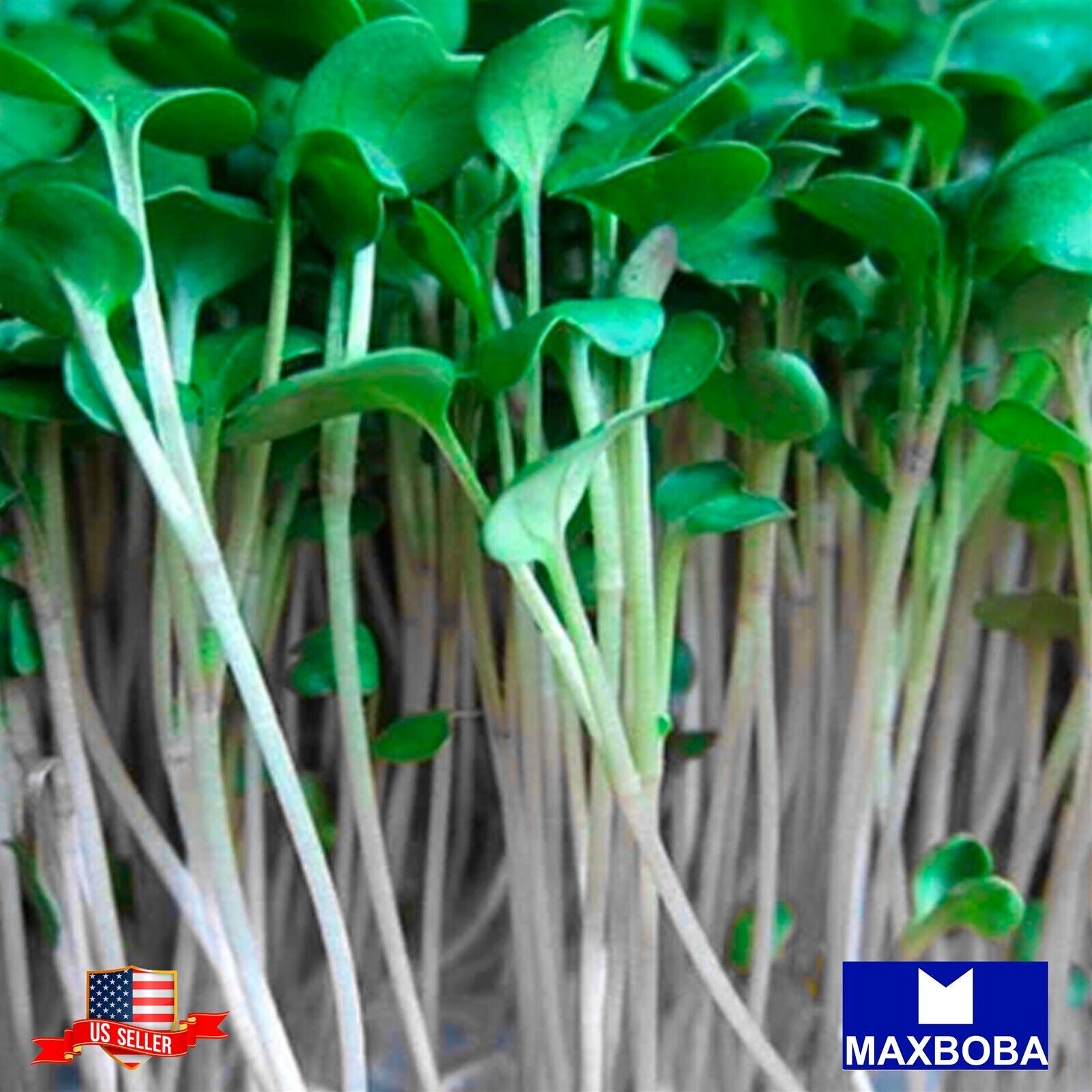 Radish Microgreens 1600 Seeds Champion Non-GMO Heirloom Vegetable