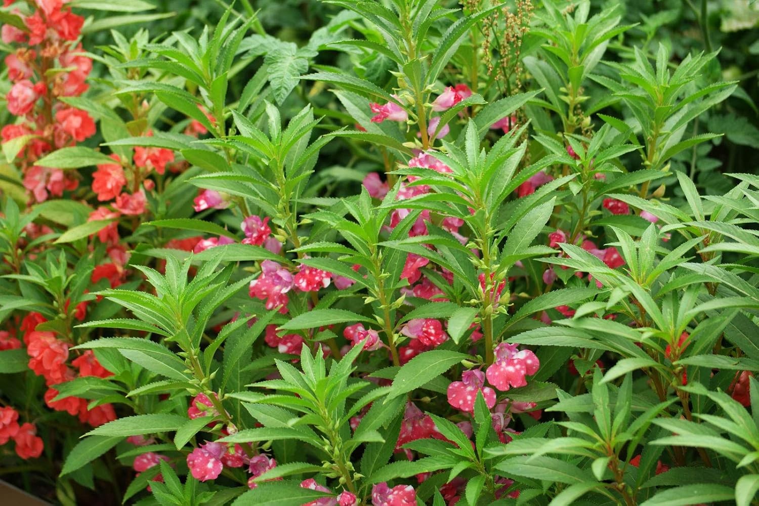 Seeds Balsam Camellia Flowered Mix – Impatiens balsamina – Annual Flowers for Pl