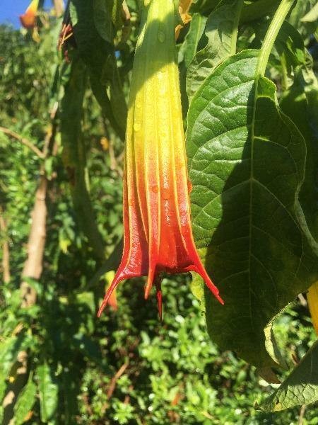 Brugmansia sanguinea | Red Angel’s Trumpet | 10 Seeds