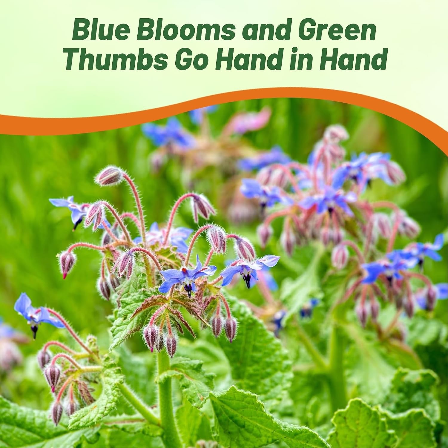 Blue Borage Seeds for Planting – 1 lb Annual Drought-Tolerant Herb with