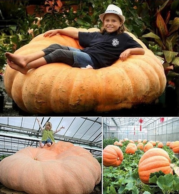 Organic Pumpkin Seed (5 seeds) Dill’s Atlantic Giant Open Pollinated (NON-GMO)