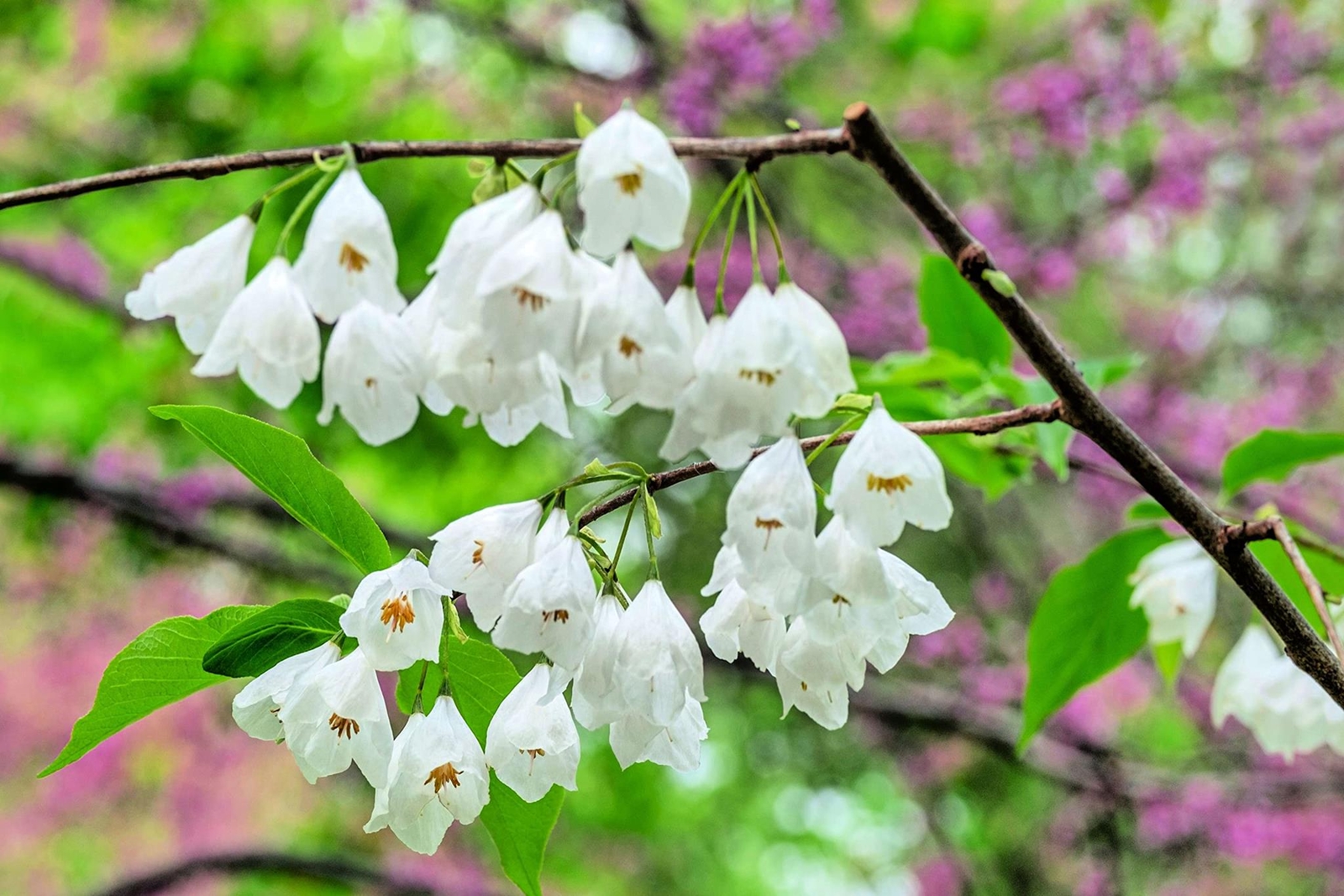 Carolina Silverbell Tree Seeds for Planting – 6 Large Seeds Halesia Carolina – S