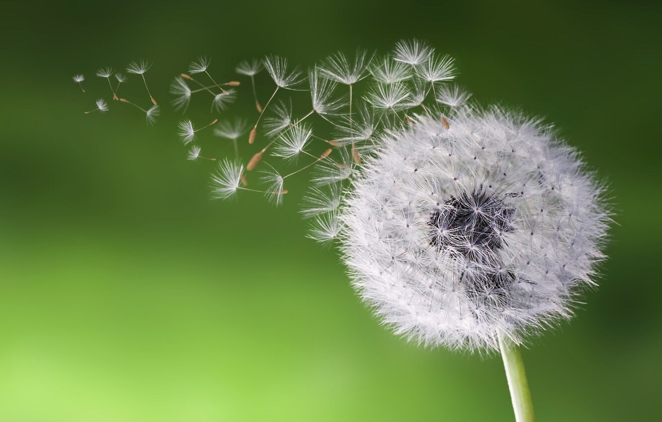 500+ common Dandelion seeds
