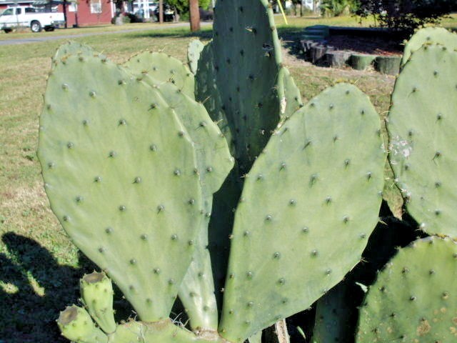 25 CAROLINA PRICKLY PEAR CACTUS SEEDS – Opuntia tunoidea