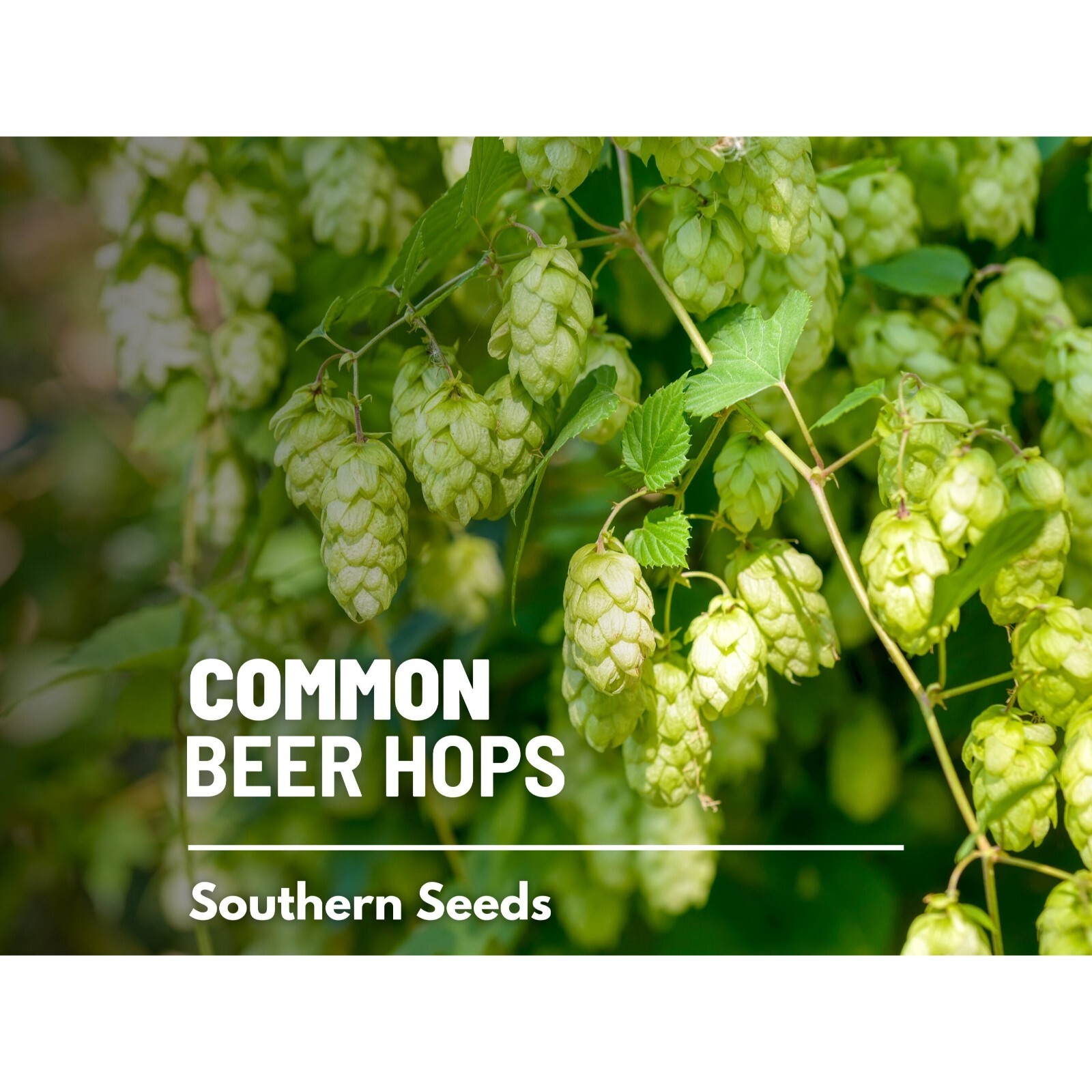 Hops, Common Beer – 20 Seeds – Heirloom Plant, Brewing Beer, Climbing Vine