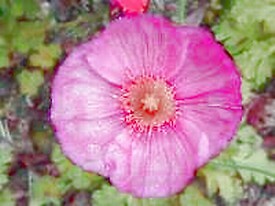 Papaver nudicale Champagne Bubbles Pink 500 seeds