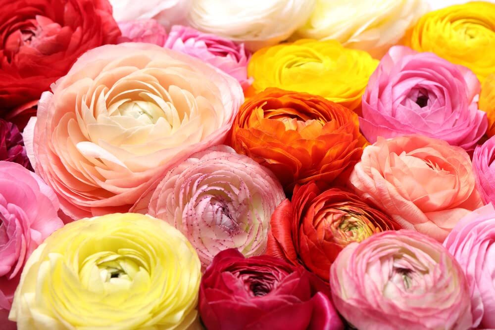 Ranunculus Mix Color Bulbs for Planting – Ships from Iowa, USA