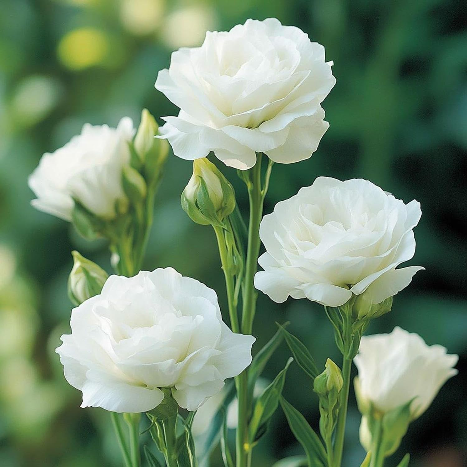 300 Mixed Lisianthus Flower Seeds – Perennial Eustoma Garden Cut Flower Plant