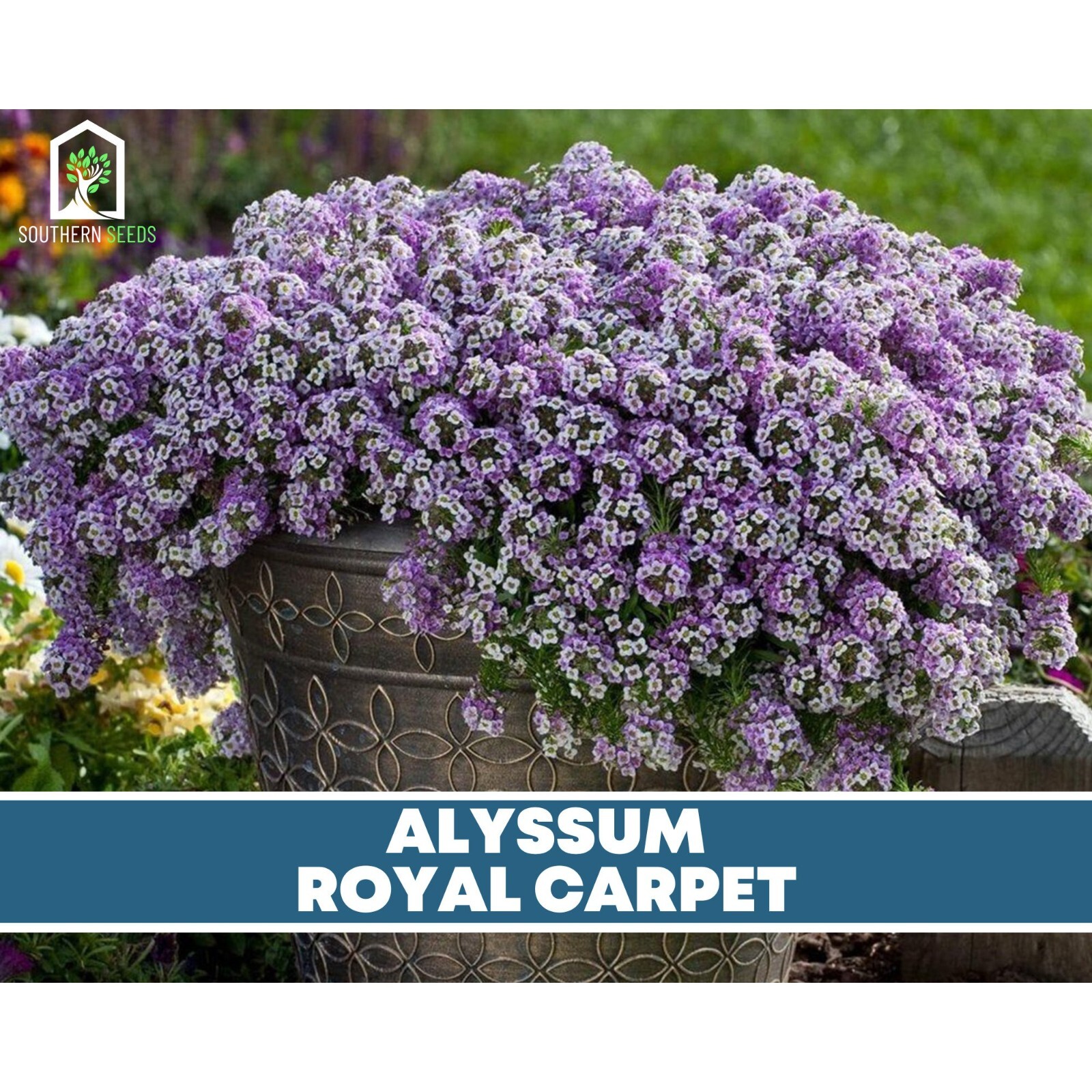 Alyssum, Royal Carpet – 100 Seeds, Heirloom Flower (Lobularia maritima)