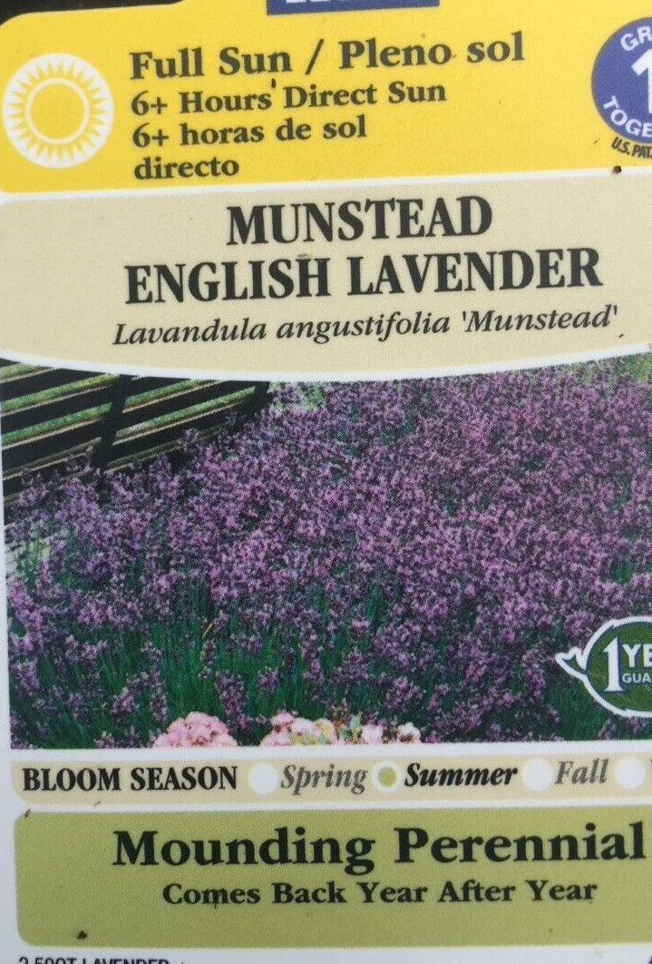 100+SEEDS Lavender English Munstead PERENNIAL Naturally Grow
