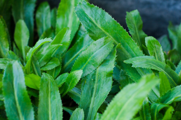 $3.99 = 400+++ Culantro, Mexican coriander, Ngo gai (Eryngium foetidum) seeds