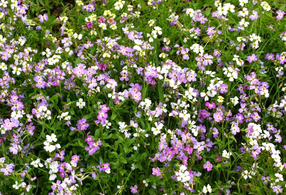 Virginia Stock Mix Seeds – For 2025 Planting Highly Scented Fragrant Low Growing