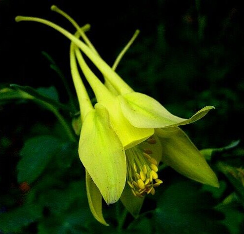 COLUMBINE MIX, 202+ SEEDS, ALL KINDS AND COLORS, AQUILEGIA, NICE SHADE FLOWERS