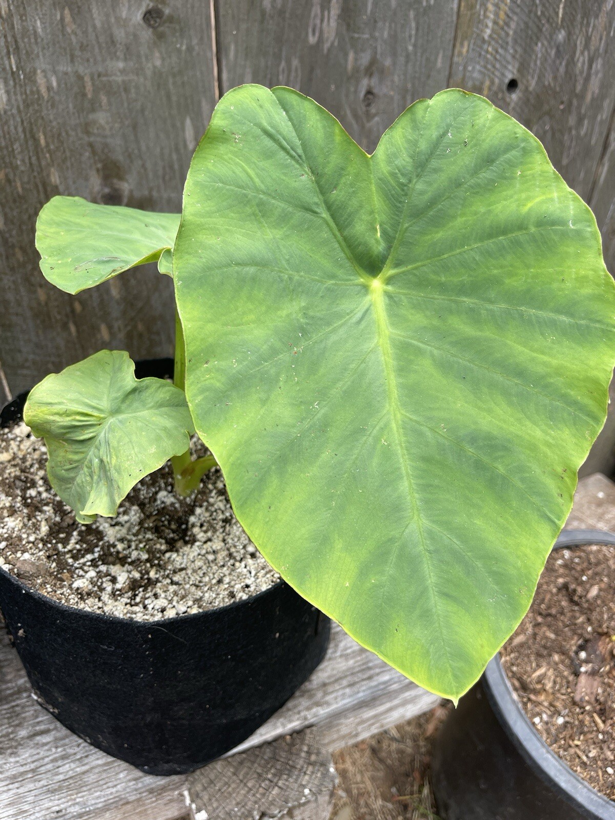 5 BULBS Taro | Gabi | Edible and Viable for Planting