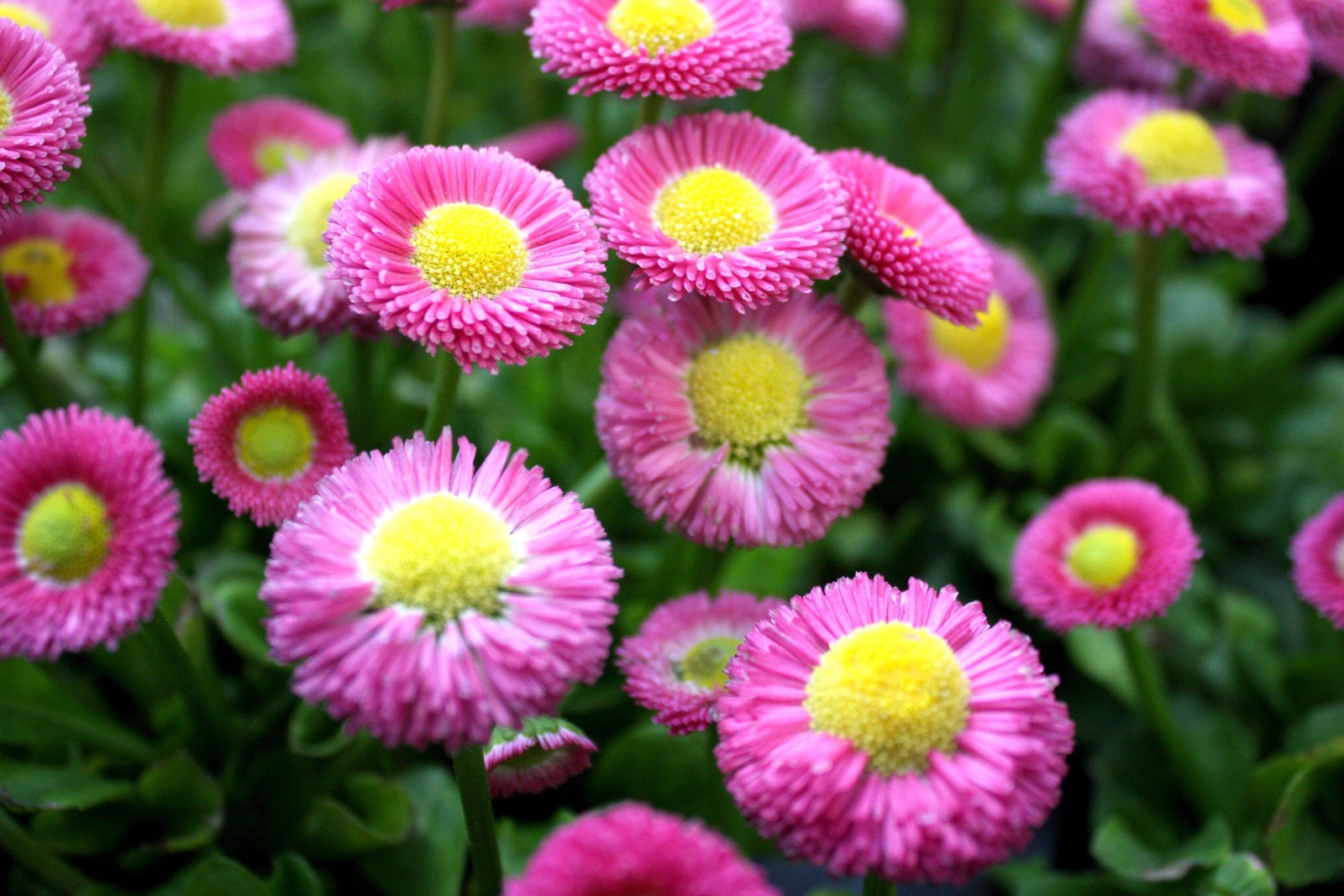 100 PINK ENGLISH DAISY Bellis Perennis Flower Seeds *Flat S/H