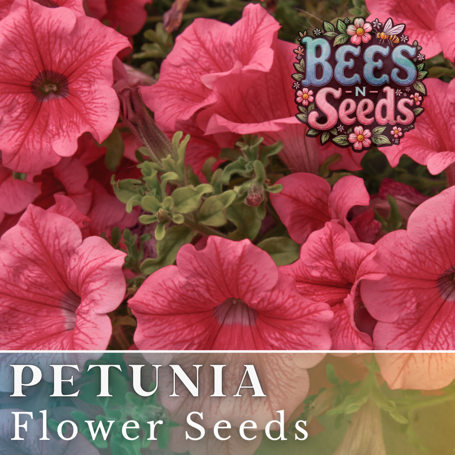 1000+ Exquisite Ruby Petunia Seeds US SELLER Perennial Flowers Seed Annual Bulk