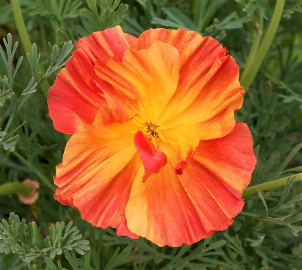 Ballerina Mix California Poppy Seeds | Rainbow Iceland Paper Flower Seed 2024