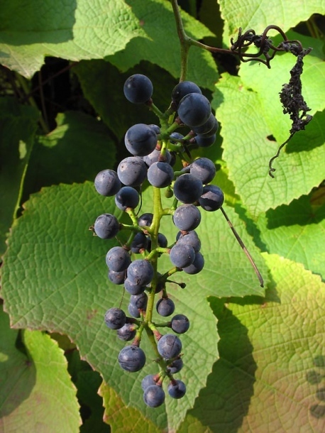 Amur Grape, Vitis amurensis, Vine Seeds