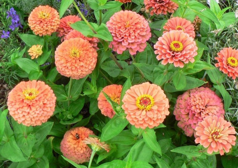Rose Zinnia Seeds 100+ Flower Garden Elegans Annual MIXED USA FREE S&H