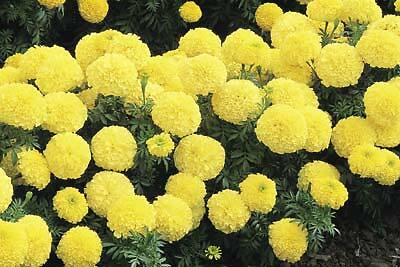 Marigold Inca II Primrose 250 seeds