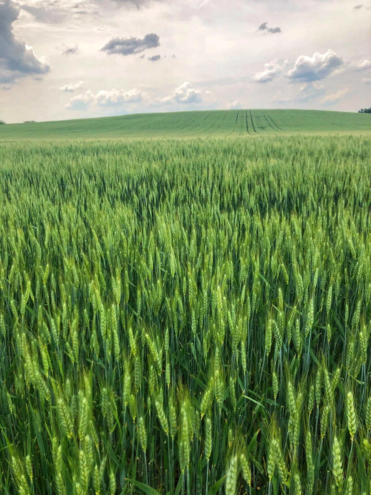 Hard Red Winter Wheat Seeds NON-GMO for planting sprouting fodder storage 5 Lbs