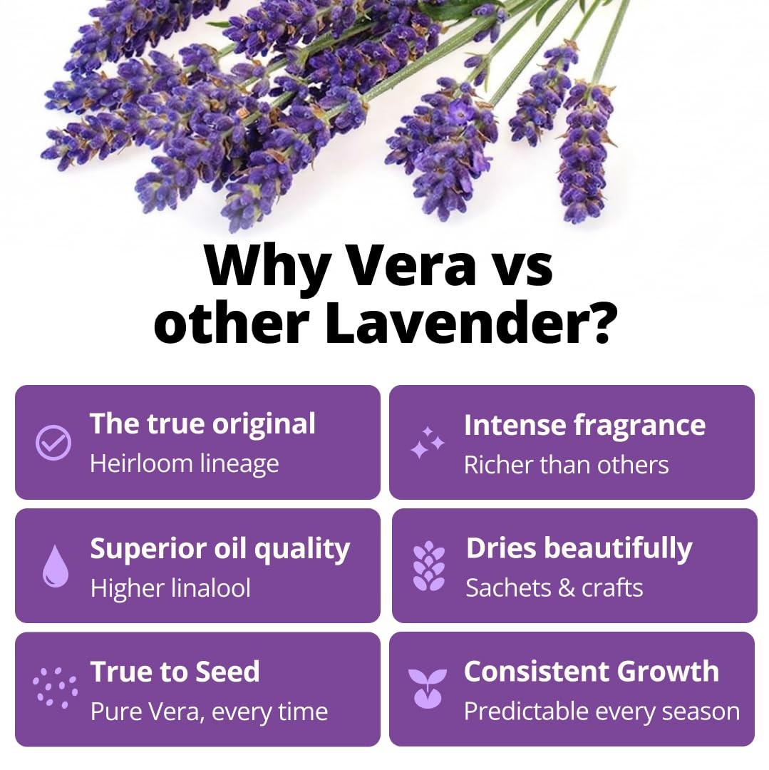 HOME GROWN Non GMO Vera English Lavender Seeds 1,500 True Original Heirloom