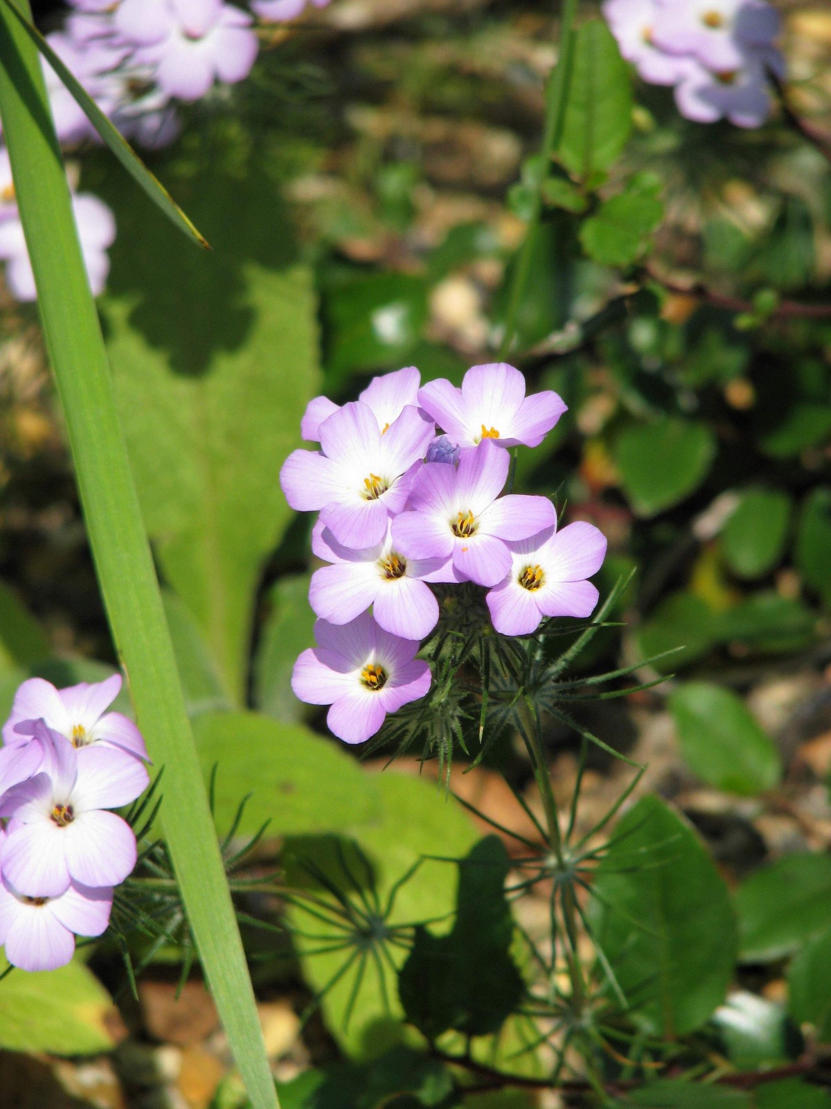 1000 MOUNTAIN PHLOX (California Phlox) Linanthus Grandiflorus Flower Seeds