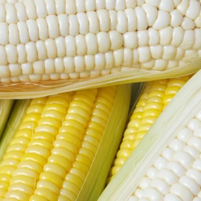 50 White Sweet Corn Seeds – Tender Juicy Ears for Summer Harvest in Home Garden