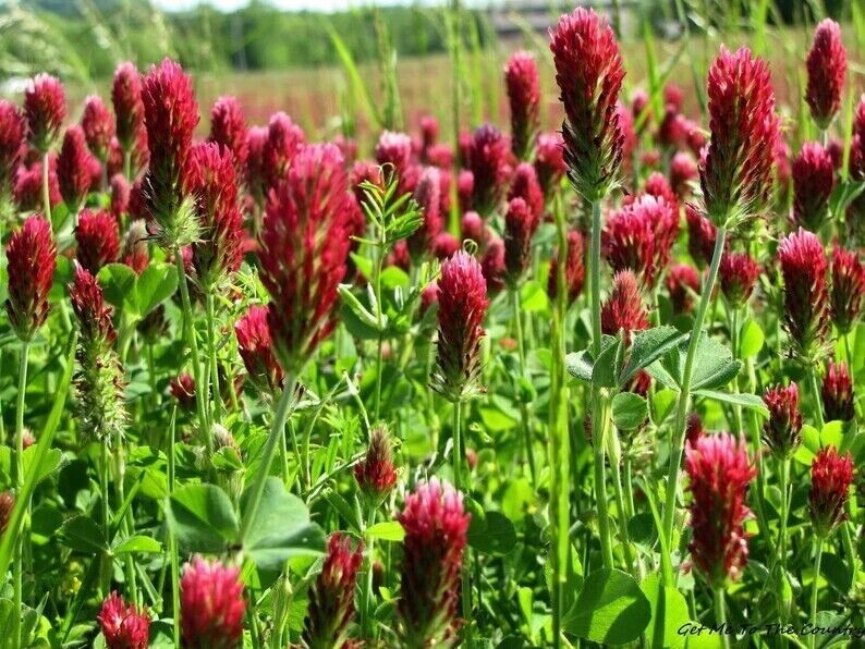 5000+ CRIMSON RED CLOVER SEEDS —– COVER CROP — NON GMO —- COATED / TREATED