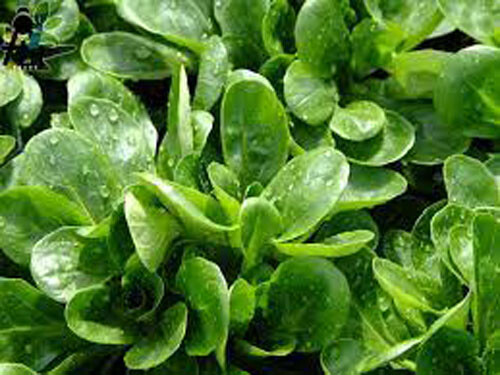 500+Dutch Corn Salad Plant Seeds Lamb’s Lettuce Mache Locusta Herb Vegetable USA