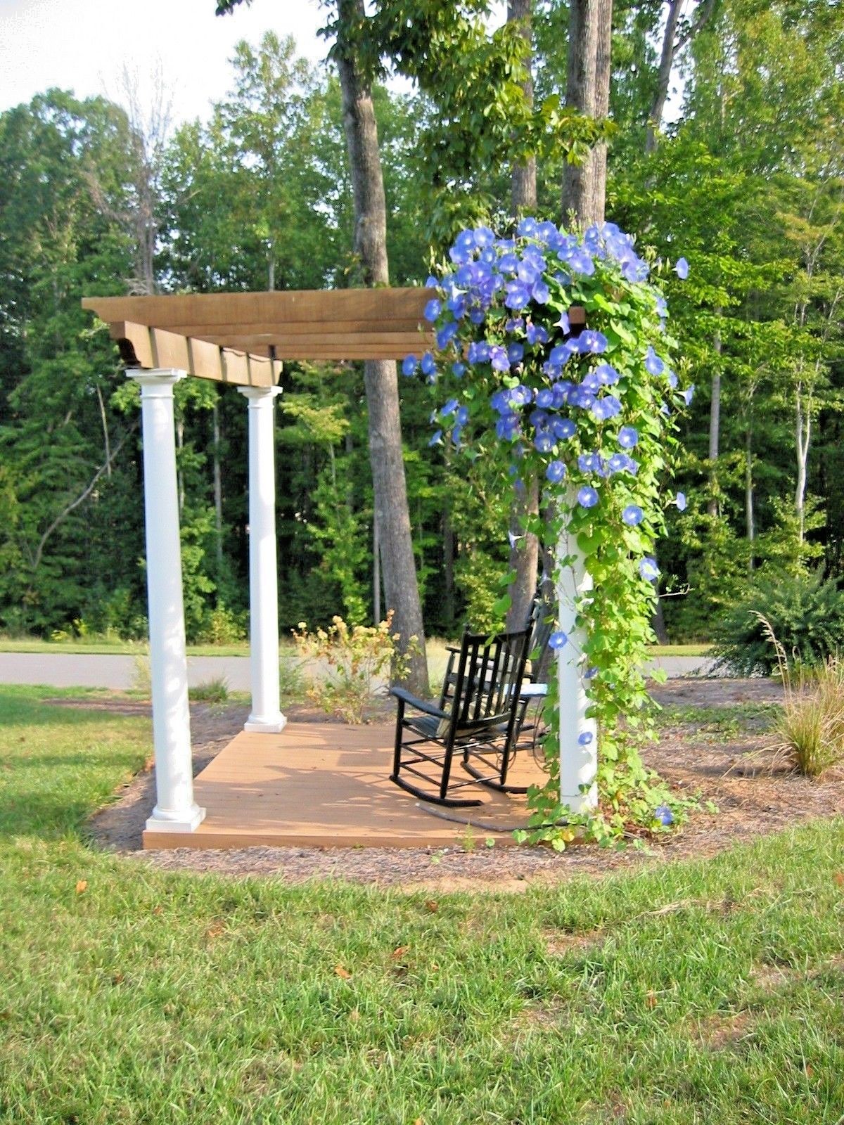 40+Blue MORNING GLORY Flower Seeds Climbing Flowering Vine Container Pollinators