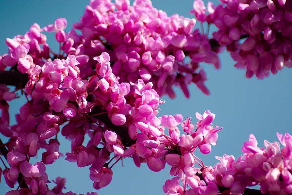 Judas tree (Cercis siliquastrum), 25 seeds