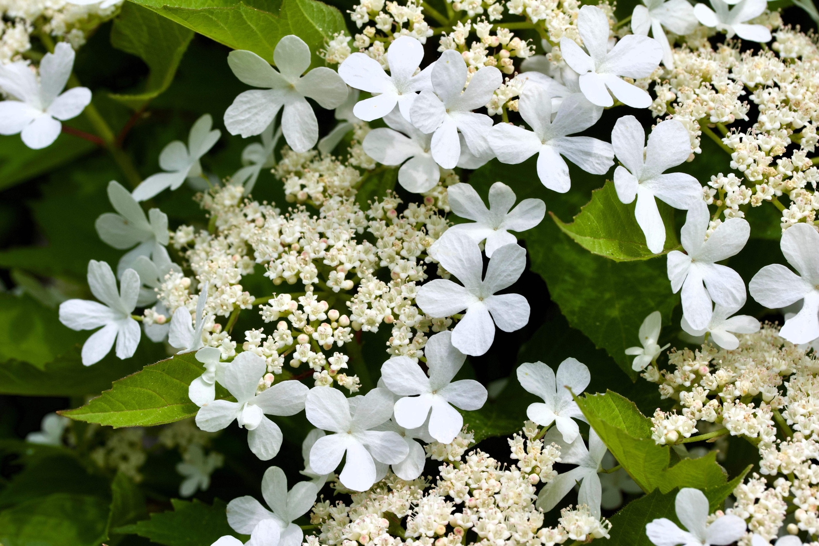 20 AMERICAN HIGHBUSH CRANBERRY Viburnum Trilobum Red Fruit White Flr Shrub Seeds