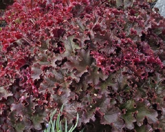 30+ Melting Fire Heuchera / Deer Reaistant Ground Cover Perennial Flower Seeds