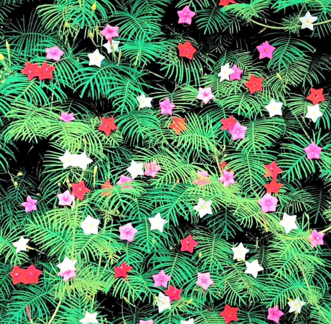 40 Cypress Vine Seeds Ipomoea Quamoclit Flower Climbing Cardinal Creeper Seeds