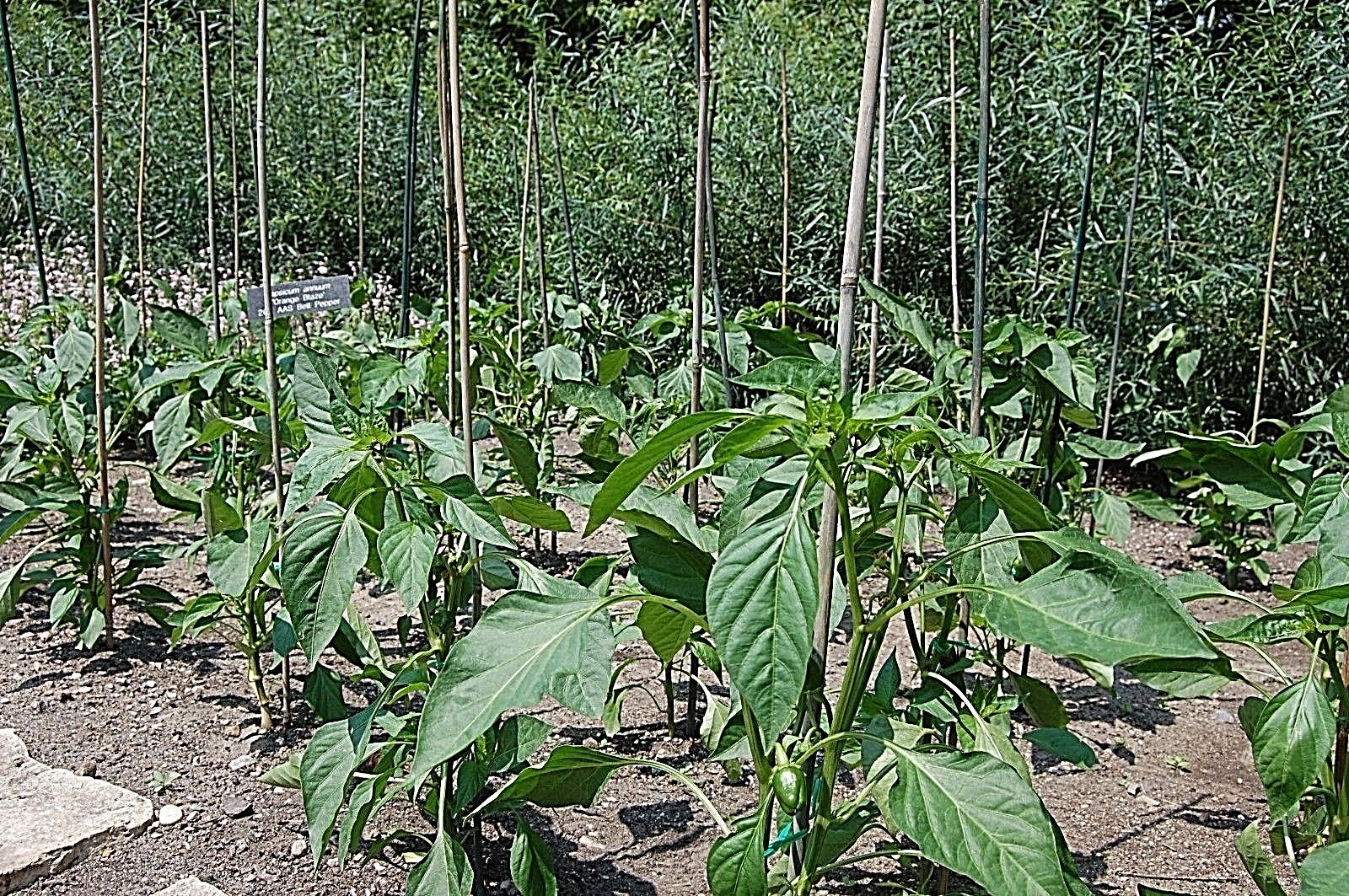 Mexican Finger Hots red chili pepper seeds NON GMO heirloom open pollinated