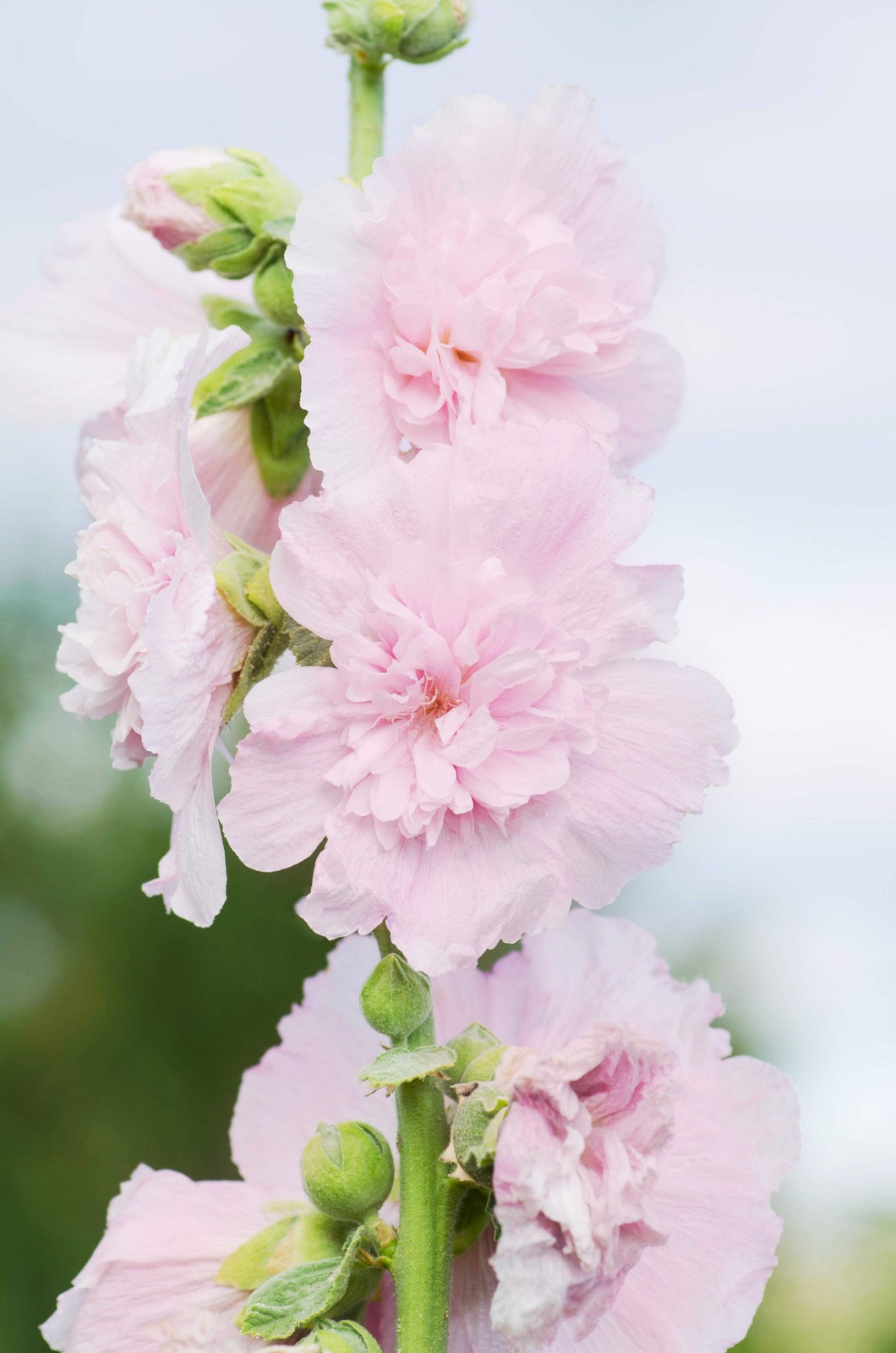 50 Dwarf Double HOLLYHOCK MAJORETTE MIX Alcea Rosea Red Pink White Flower Seeds