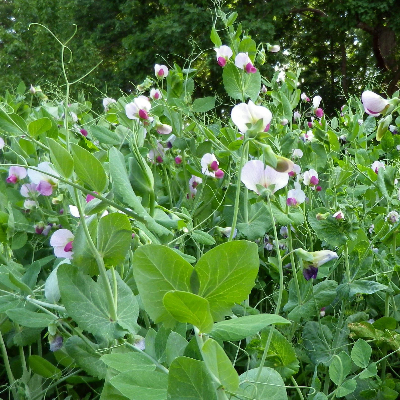 Austrian Winter Shelling Pea Seeds | Sweet English Peas Shoots Vegetable 2024