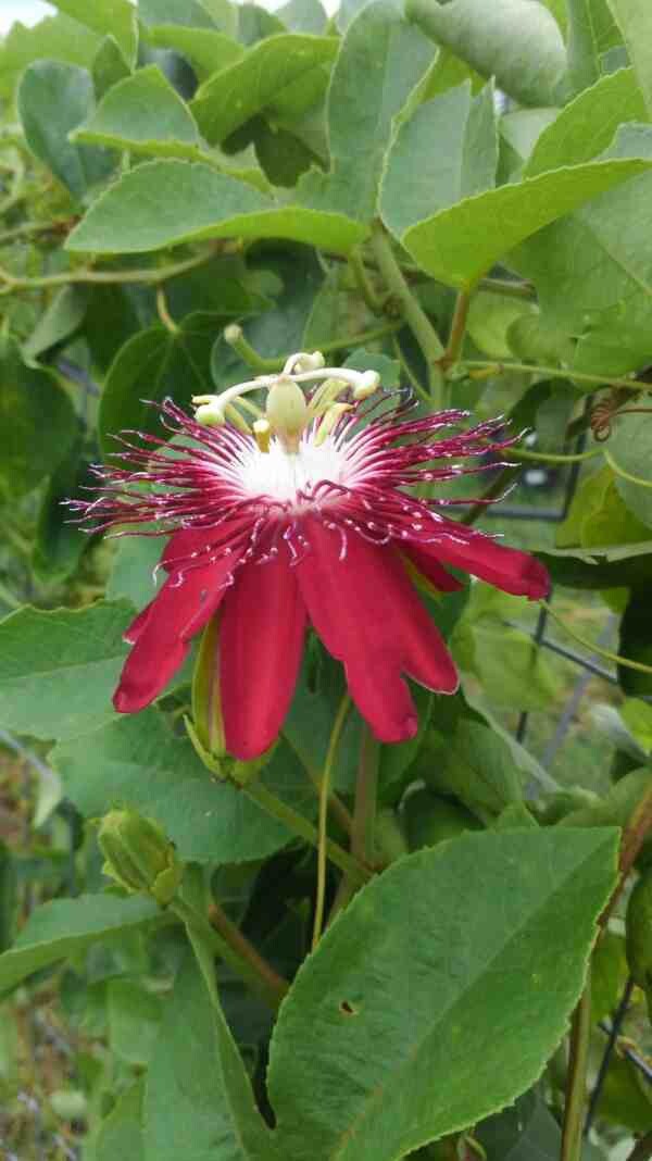 Passion Flower ‘Lady Margaret’ (Passiflora hybrid) 2.5″ Pot Size